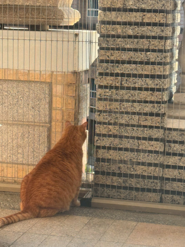 LINE_ALBUM_可用素材_260125_1