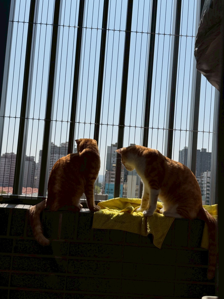 LINE_ALBUM_可用素材_260309_1