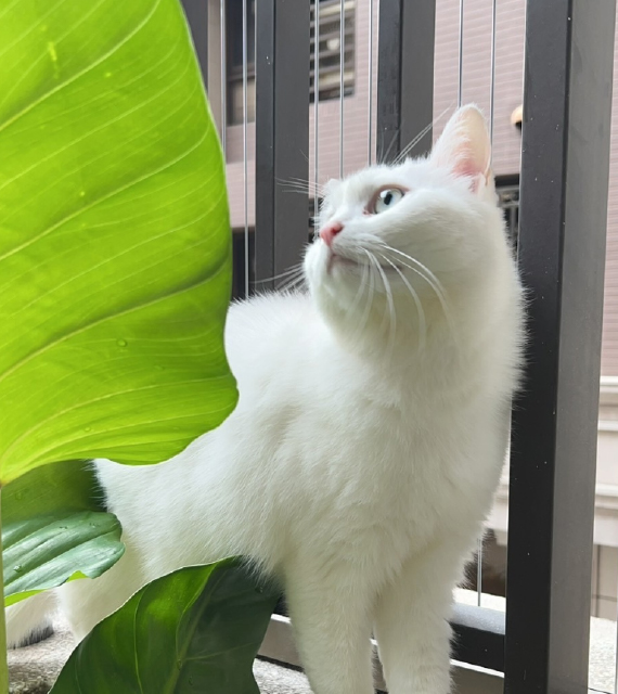 貓門